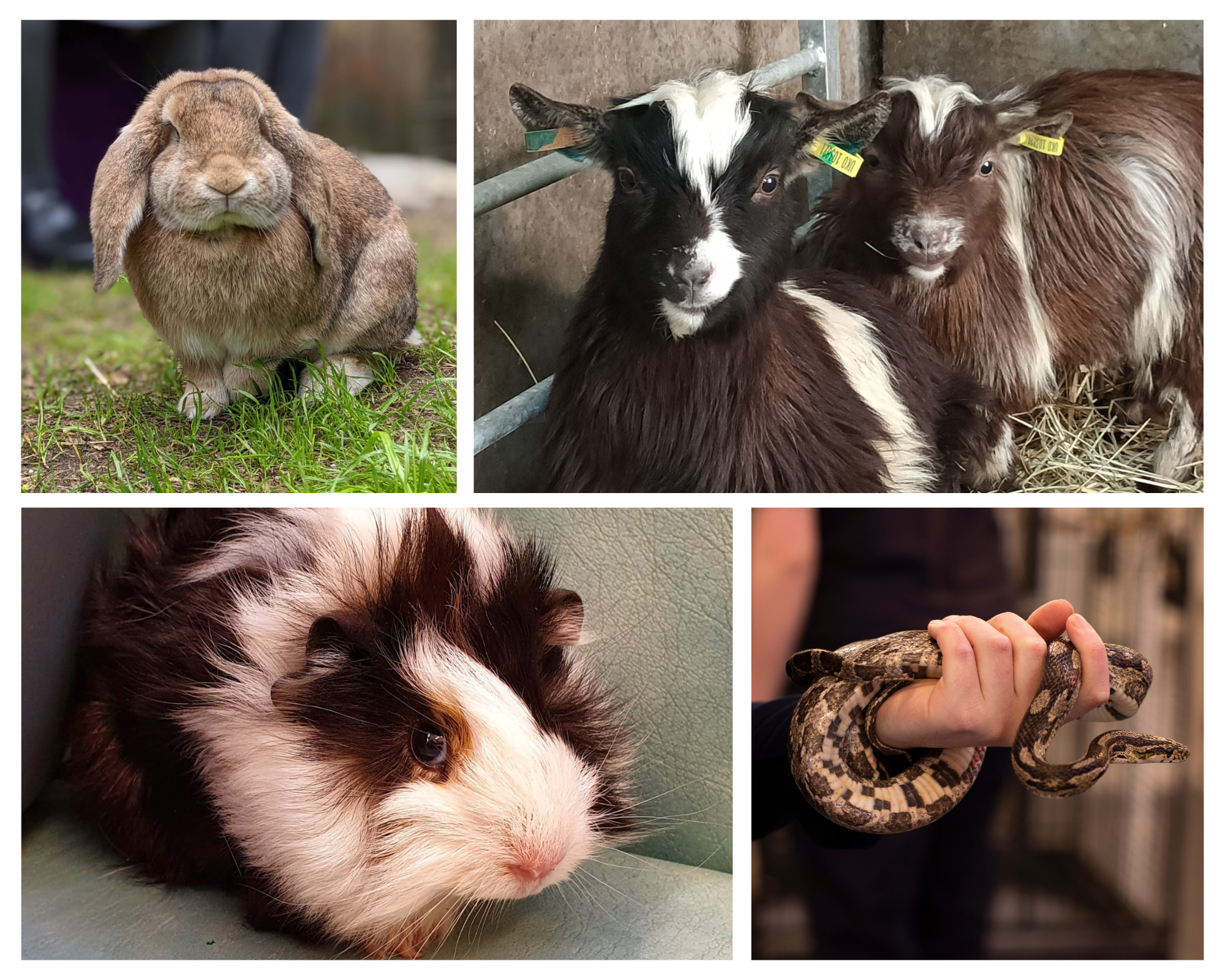 A photo selection of some of our animals you could sponsor - a large lop-eared rabbit, a snake, some pygmy goats and a guinea pig